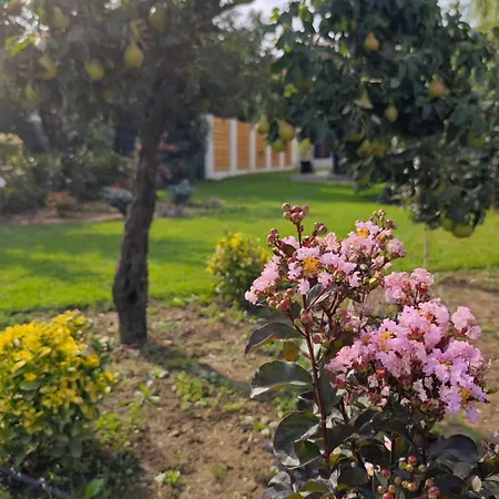 Gili * Timisoara